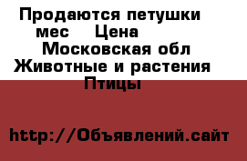 Продаются петушки  4 мес  › Цена ­ 1 000 - Московская обл. Животные и растения » Птицы   